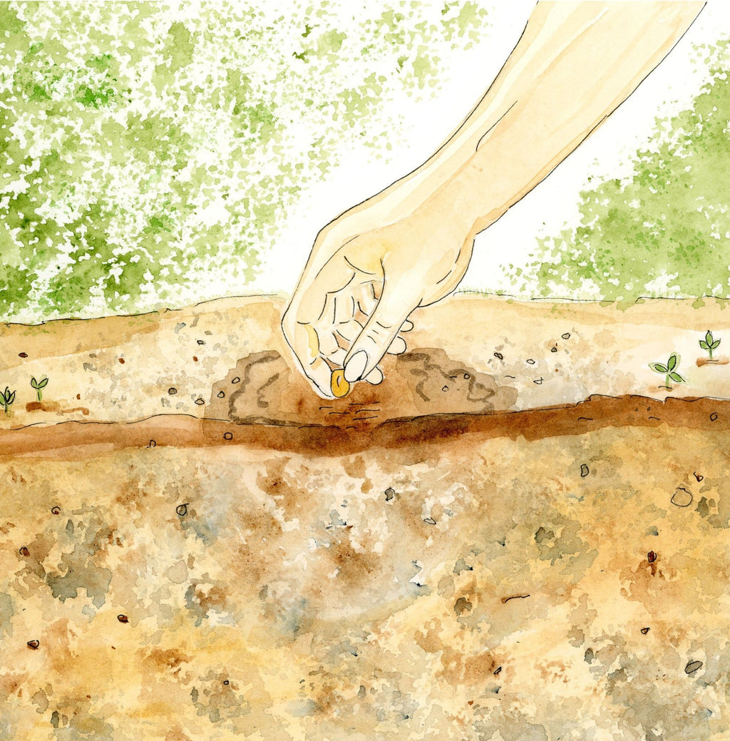 Tiny Seeds, Big Dreams: How Do Flowers Grow? Paperback Book