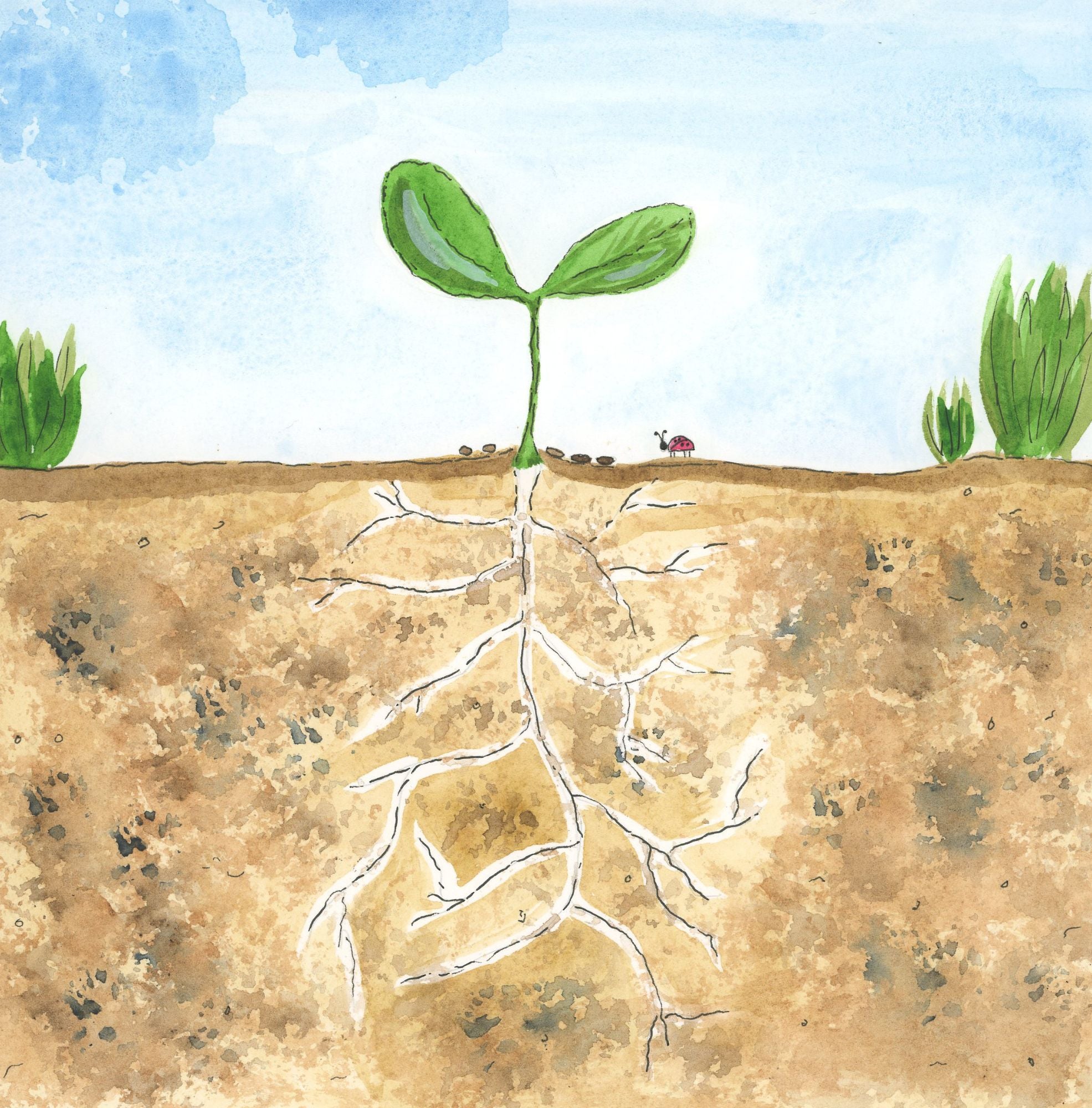 Tiny Seeds, Big Dreams: How Do Flowers Grow? Paperback Book